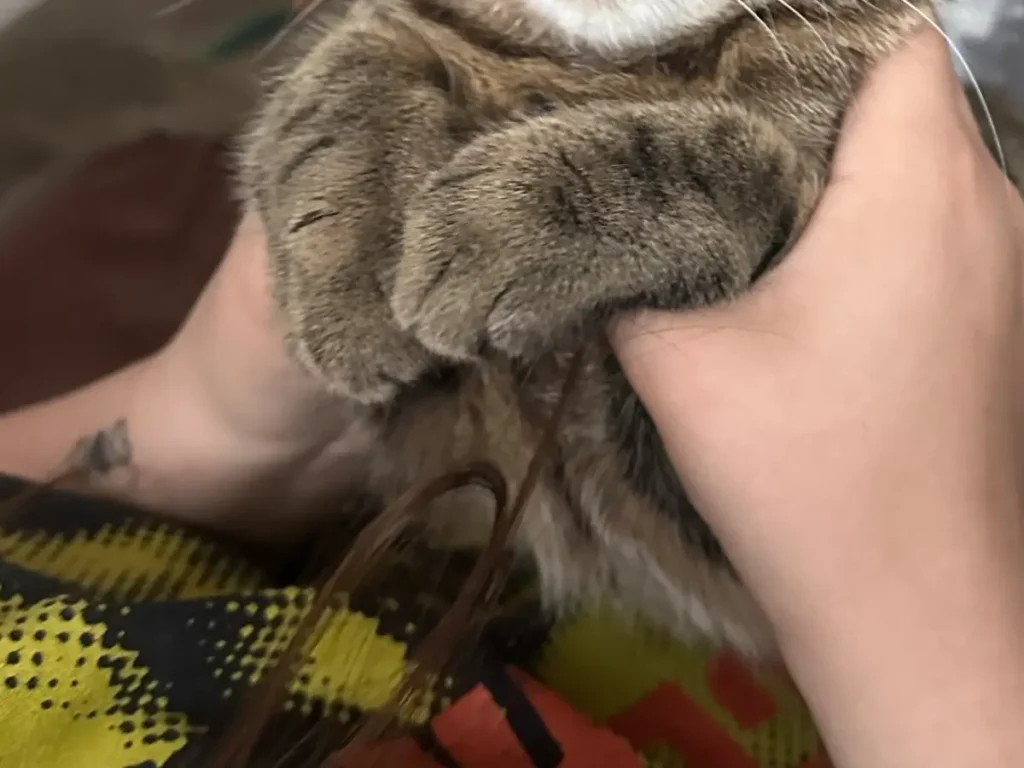 飼い主の手の中でそのまま眠る猫の写真