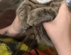 飼い主の手の中でそのまま眠る猫の写真
