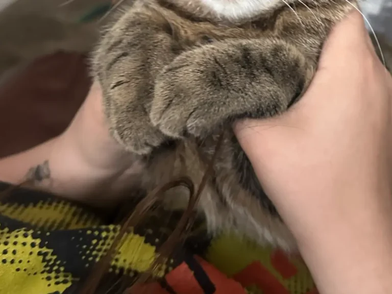 飼い主の手の中でそのまま眠る猫の写真