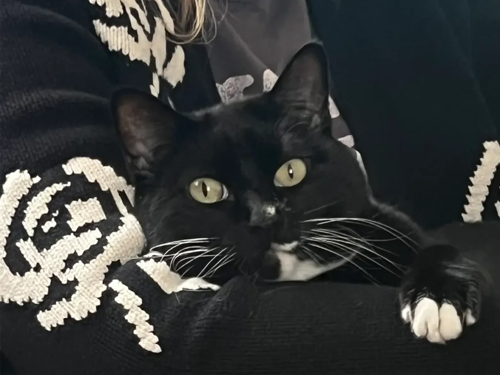 ドヤ顔の猫が可愛すぎるの写真