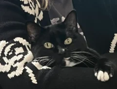 ドヤ顔の猫が可愛すぎるの写真