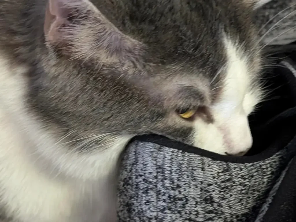 飼い主の靴に頭を突っ込んでクンクンする猫の写真