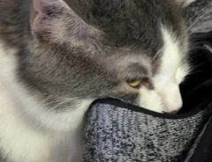 飼い主の靴に頭を突っ込んでクンクンする猫の写真