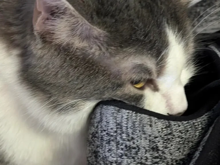 飼い主の靴に頭を突っ込んでクンクンする猫の写真