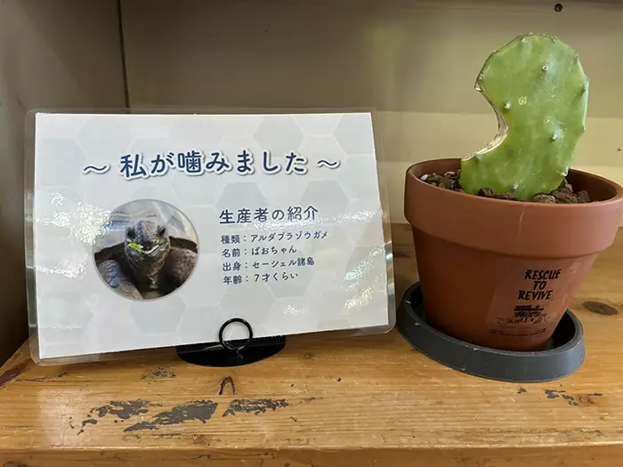カメにかじられたサボテンの写真