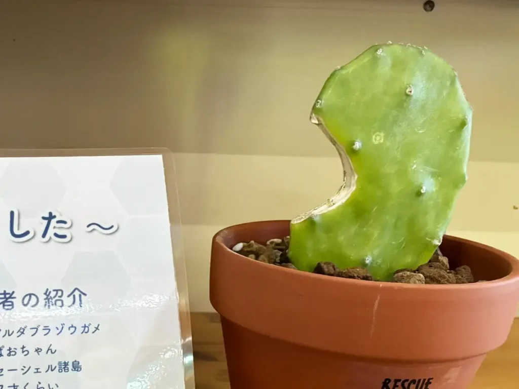 カメにかじられたサボテンの写真
