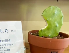 カメにかじられたサボテンの写真