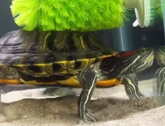 水槽の中に設置されたブラシで自分の甲羅を掃除するカメ
