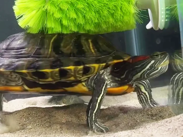 水槽の中に設置されたブラシで自分の甲羅を掃除するカメ