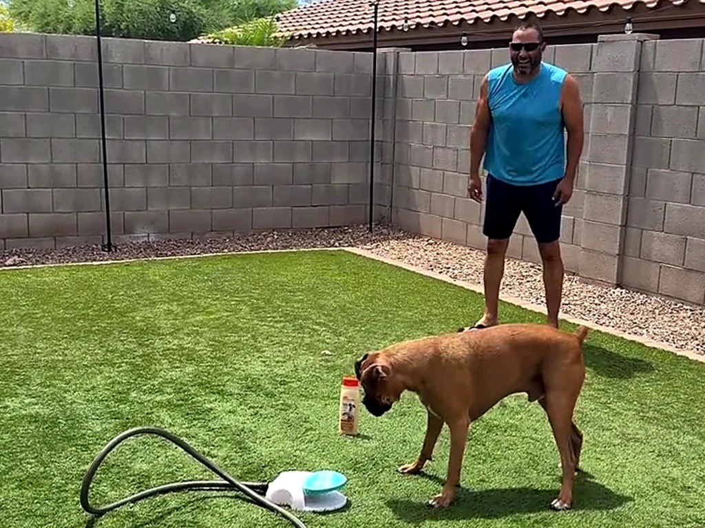 高く噴き上がる水を、ボクサー犬が見上げて口で受けている写真