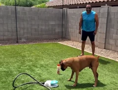 高く噴き上がる水を、ボクサー犬が見上げて口で受けている写真