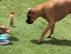 飼い主が手で示す給水器に、ボクサー犬が近づいていく写真