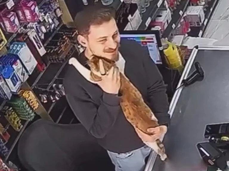 毎朝お店に通ってハグを求める猫の写真