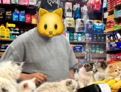 ニューヨークのコンビニに子猫が大量にいるの写真