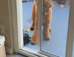 枝をくわえた犬の写真