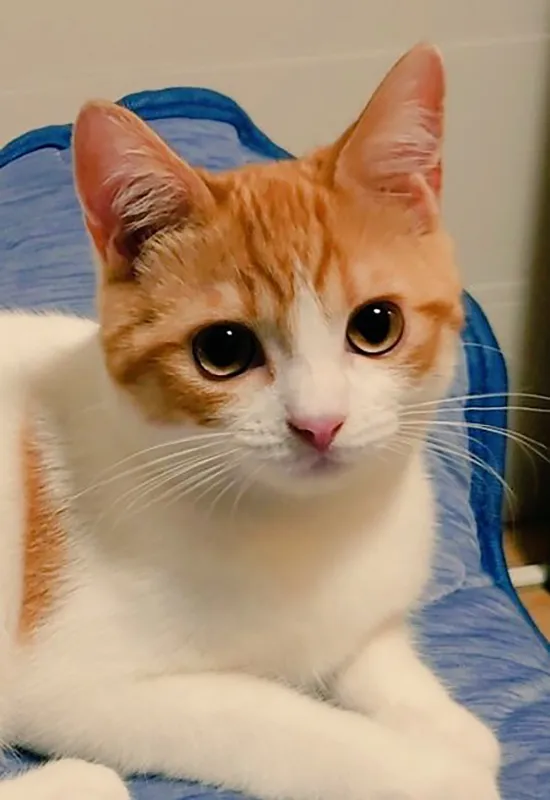 猫の、おちゃまるくんの生後5か月の写真