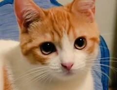 猫の、おちゃまるくんの生後5か月の写真