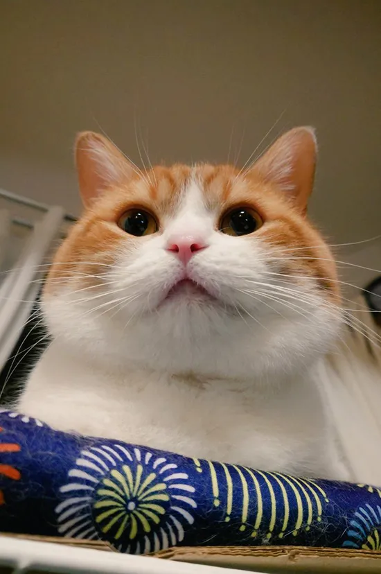 猫の、おちゃまるくんの5歳の写真