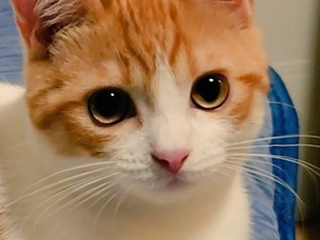 猫の、おちゃまるくんの生後5か月の写真