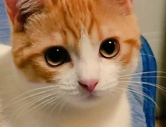 猫の、おちゃまるくんの生後5か月の写真