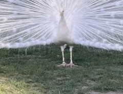 真っ白なクジャク