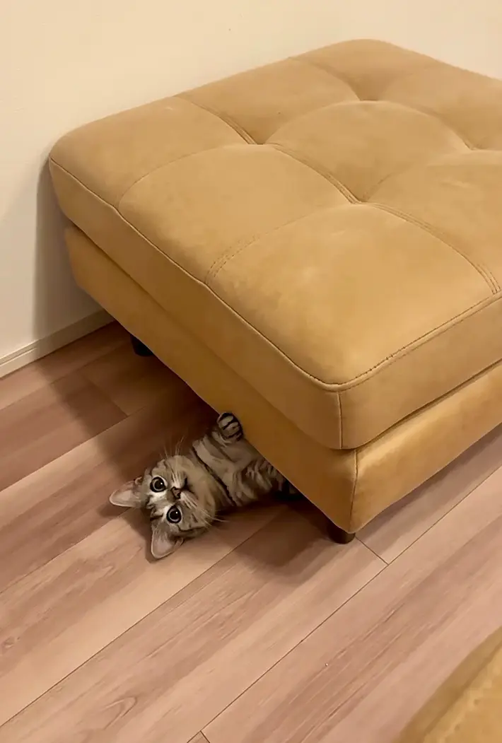 ベージュのオットマンの下からあおむけで顔を出す猫の写真