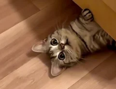 ベージュのオットマンの下からあおむけで顔を出す猫の写真