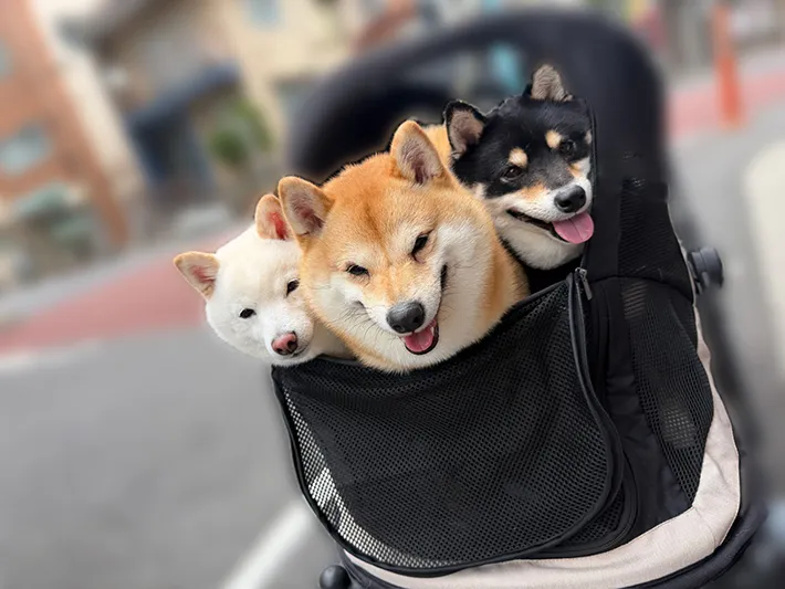 ポン太くん、ソルちゃん、蓮くんが写る写真