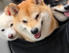 ポン太くん、ソルちゃん、蓮くんが写る写真
