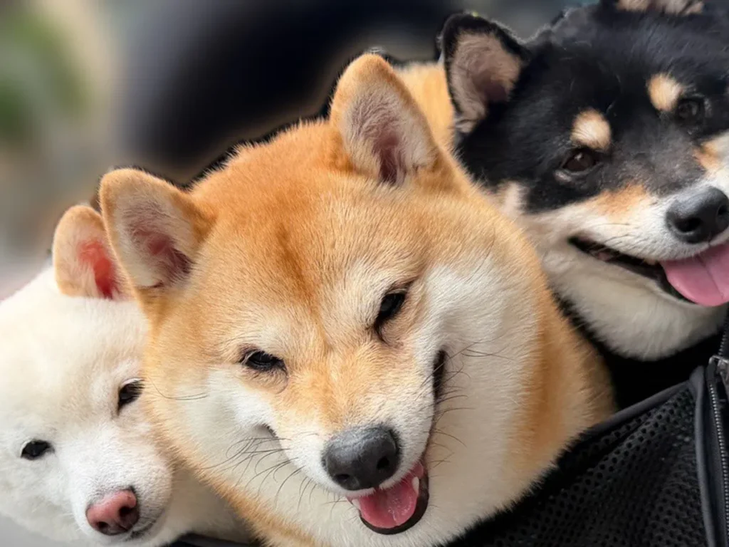 ポン太くん、ソルちゃん、蓮くんが写る写真