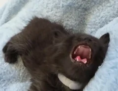 会話の最中に突然眠りにつく猫の写真