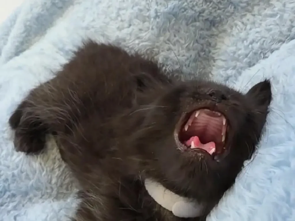 会話の最中に突然眠りにつく猫の写真