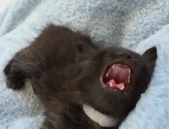 会話の最中に突然眠りにつく猫の写真
