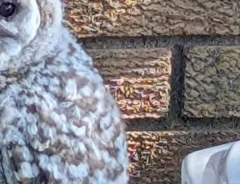 姿が見えなかったフクロウの写真