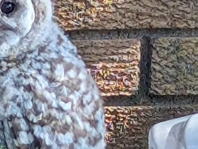 姿が見えなかったフクロウの写真