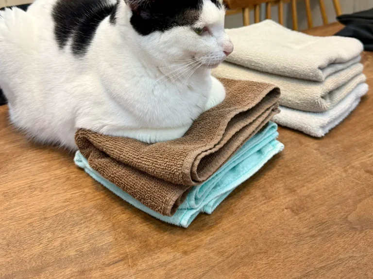 猫のおだんごちゃんの写真