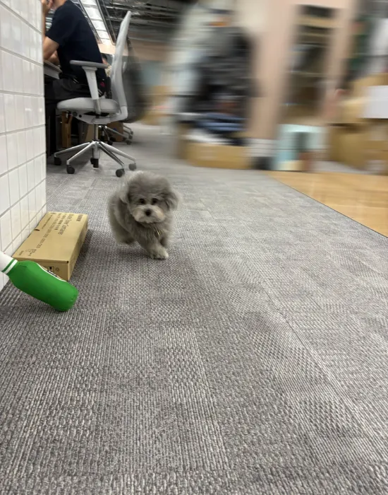 全速力で駆け抜ける犬