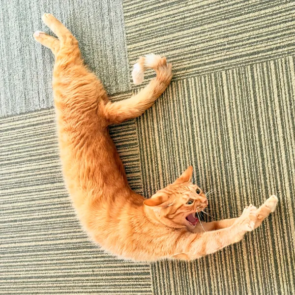 背中を反る猫