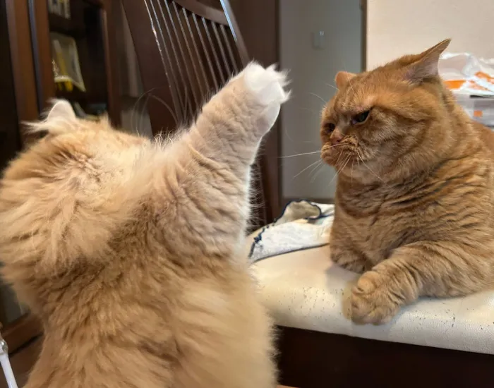 パンチしようとする猫