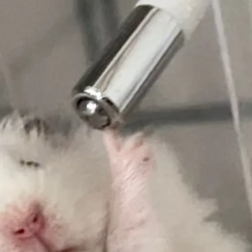 指を指しているように見えるハムスター