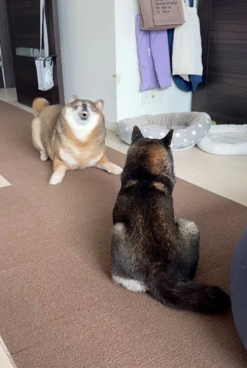 じゃれ合う2匹の柴犬