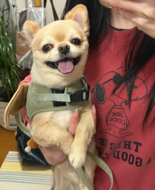 飼い主に抱っこされているチワワ
