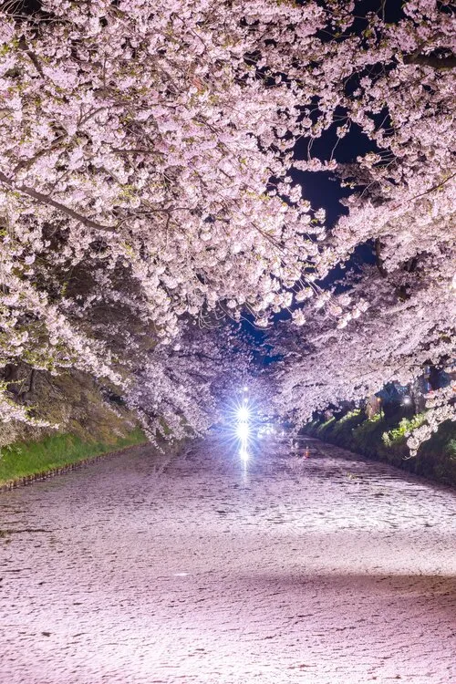 夜の水面に浮かぶ花筏