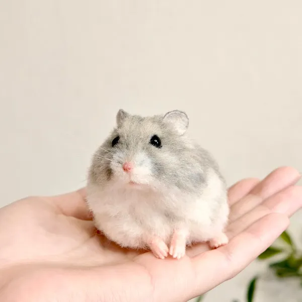 少し傾いているハムスター