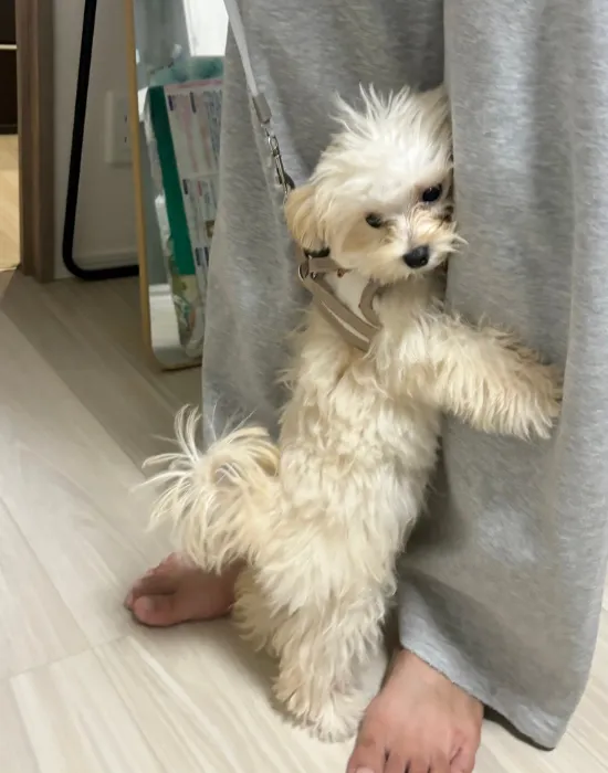 足にしがみつく犬