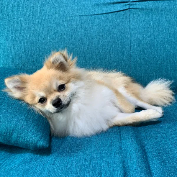 横たわる犬