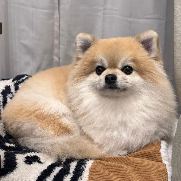 丸いシルエットの犬