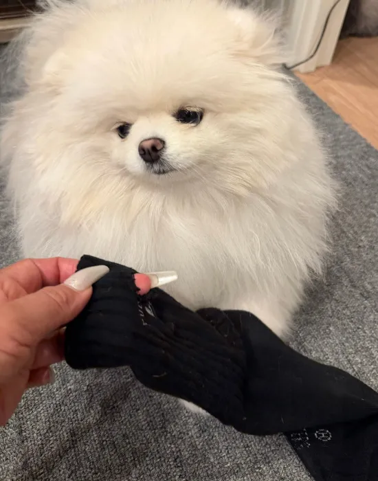 目線を合わせない犬