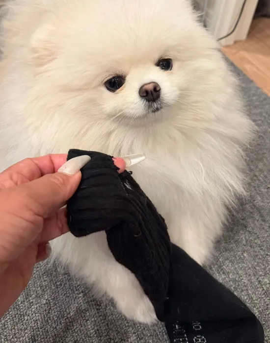 どこを見ているか分からない犬