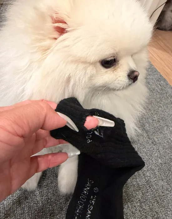 顔をそらす犬